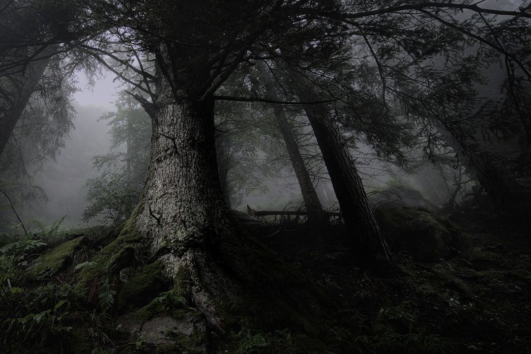 Fangorn